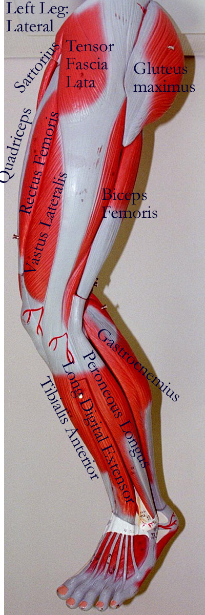 Lower Leg Muscle Diagram Labeled / Female Hip Leg Muscles Labeled